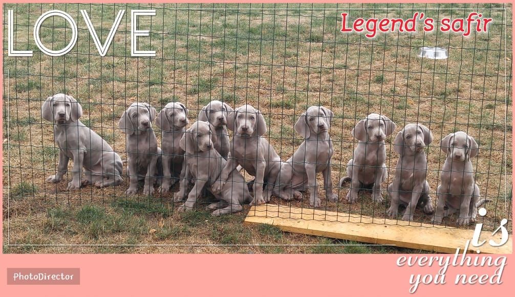 Legend's Safir - Les 10 petits Saphir !!!