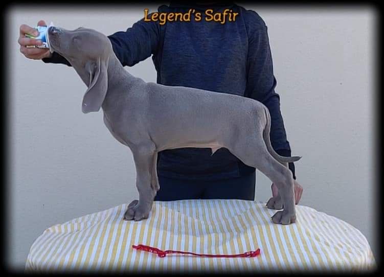 Legend's Safir - Chiot disponible  - Braque de Weimar