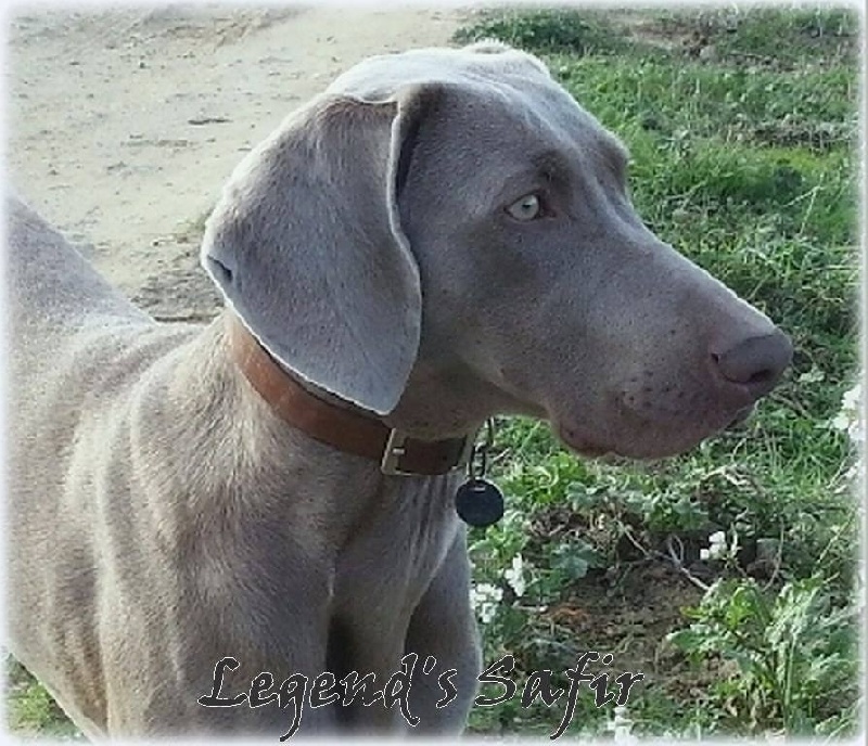 Idylle Legend's Safir