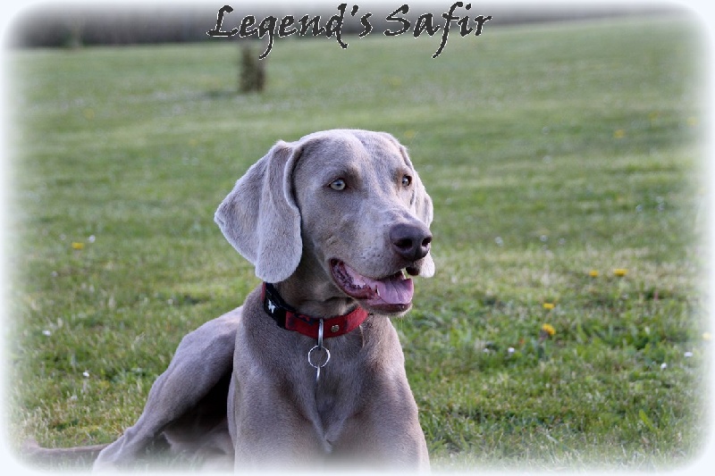 Imad'jinn Legend's Safir