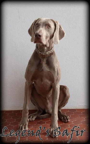 Icenogle's Legend's Safir