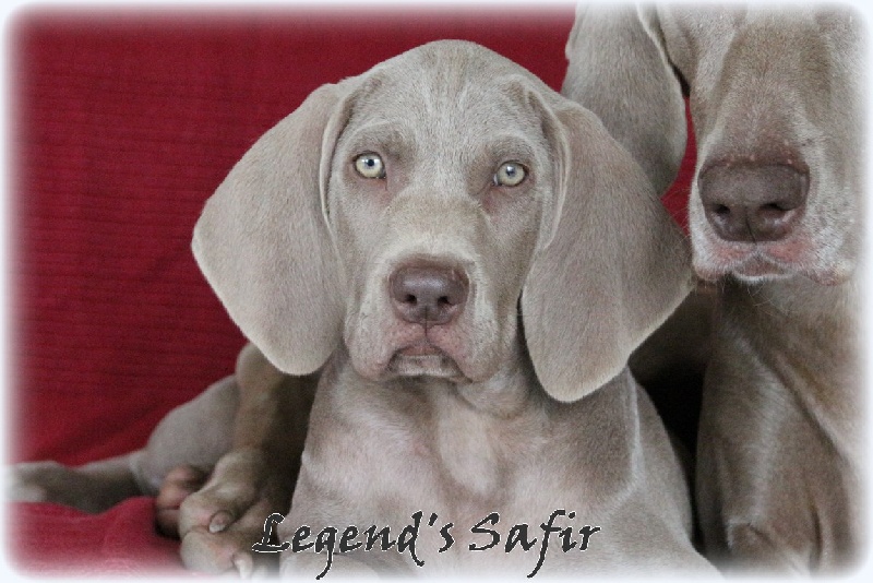 Maiden's dream Legend's Safir