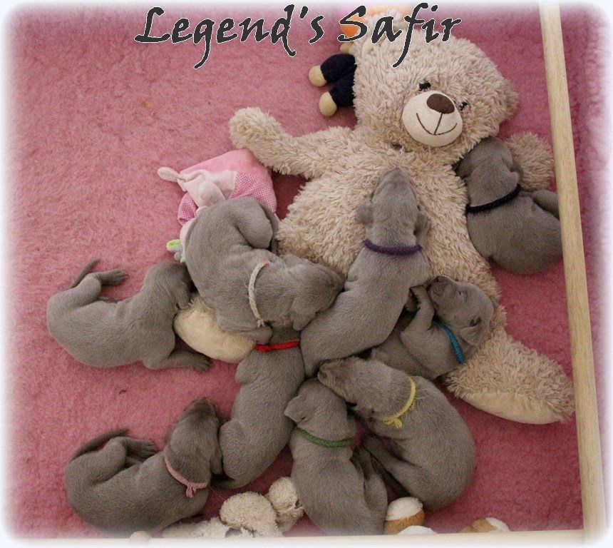 Legend's Safir - Joyeux Anniversaire aux petits L. Legend's Safir