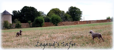 Legend's Safir - Découverte de l'agility!!!