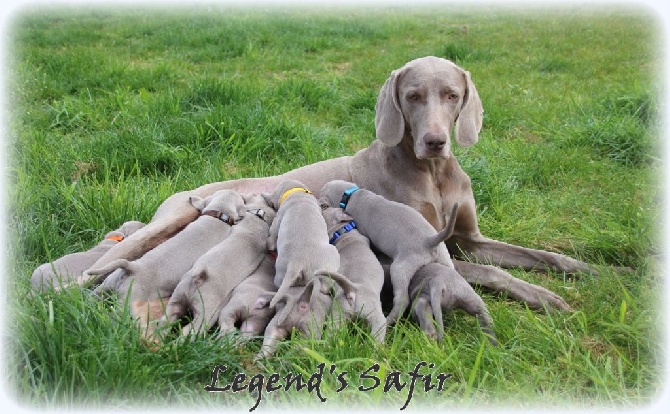 Legend's Safir - Portée 2016!!