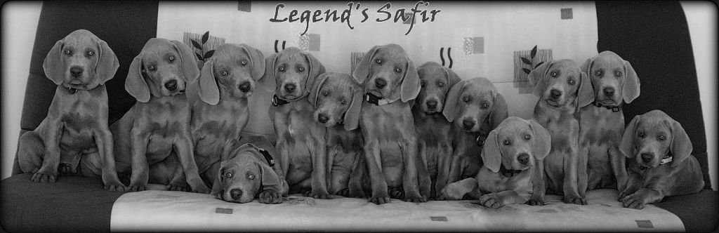 Legend's Safir - 13 Sportiv'Edition