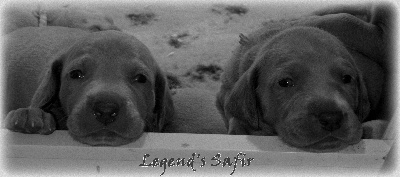 Legend's Safir - Nous avons eu 3 semaines!!
