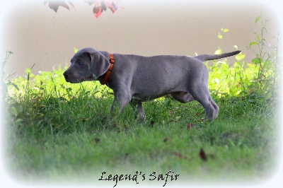 Legend's Safir - 6 semaines ....