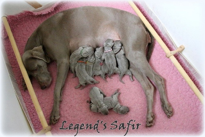 Legend's Safir - Ça y est ils sont arrivés!!!