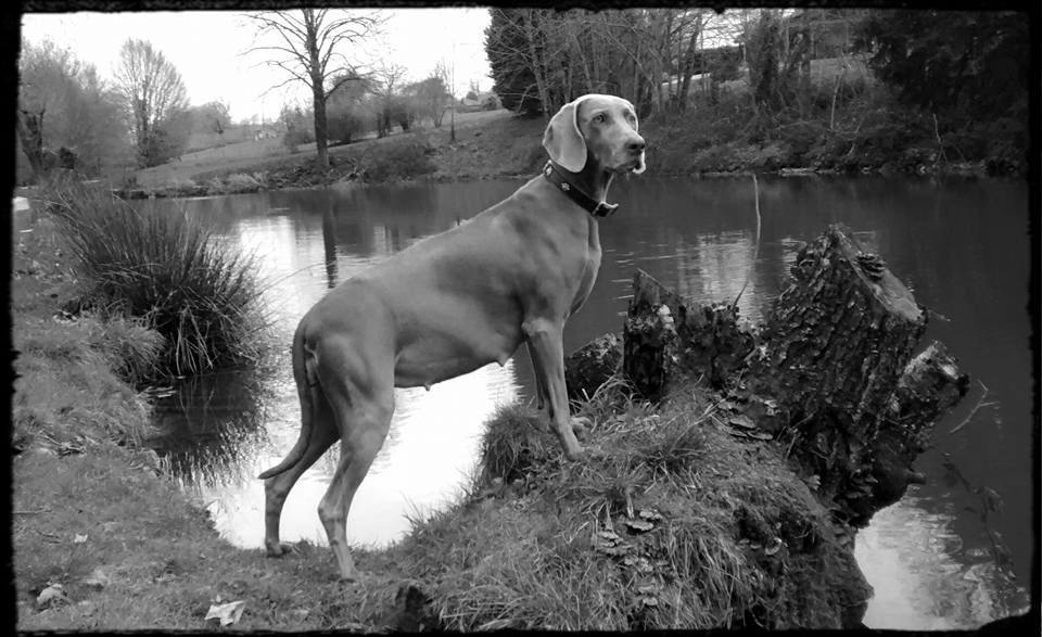 Legend's Safir - Bientôt des petits gris