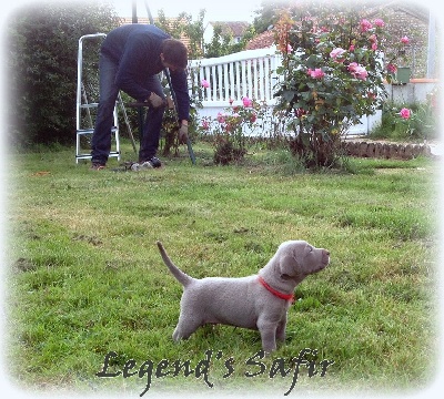 Legend's Safir - Bientôt le grand air !!!