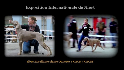 Legend's Safir - CACIB Niort (10/02/2013)