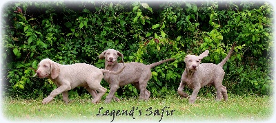 Legend's Safir - La découverte, toujours la découverte ...