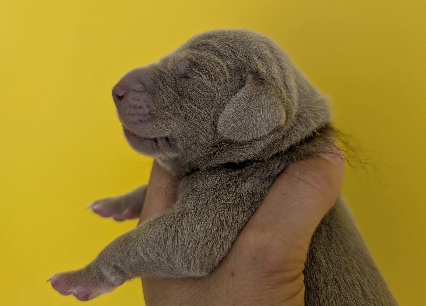 Legend's Safir - Chiots disponibles - Braque de Weimar