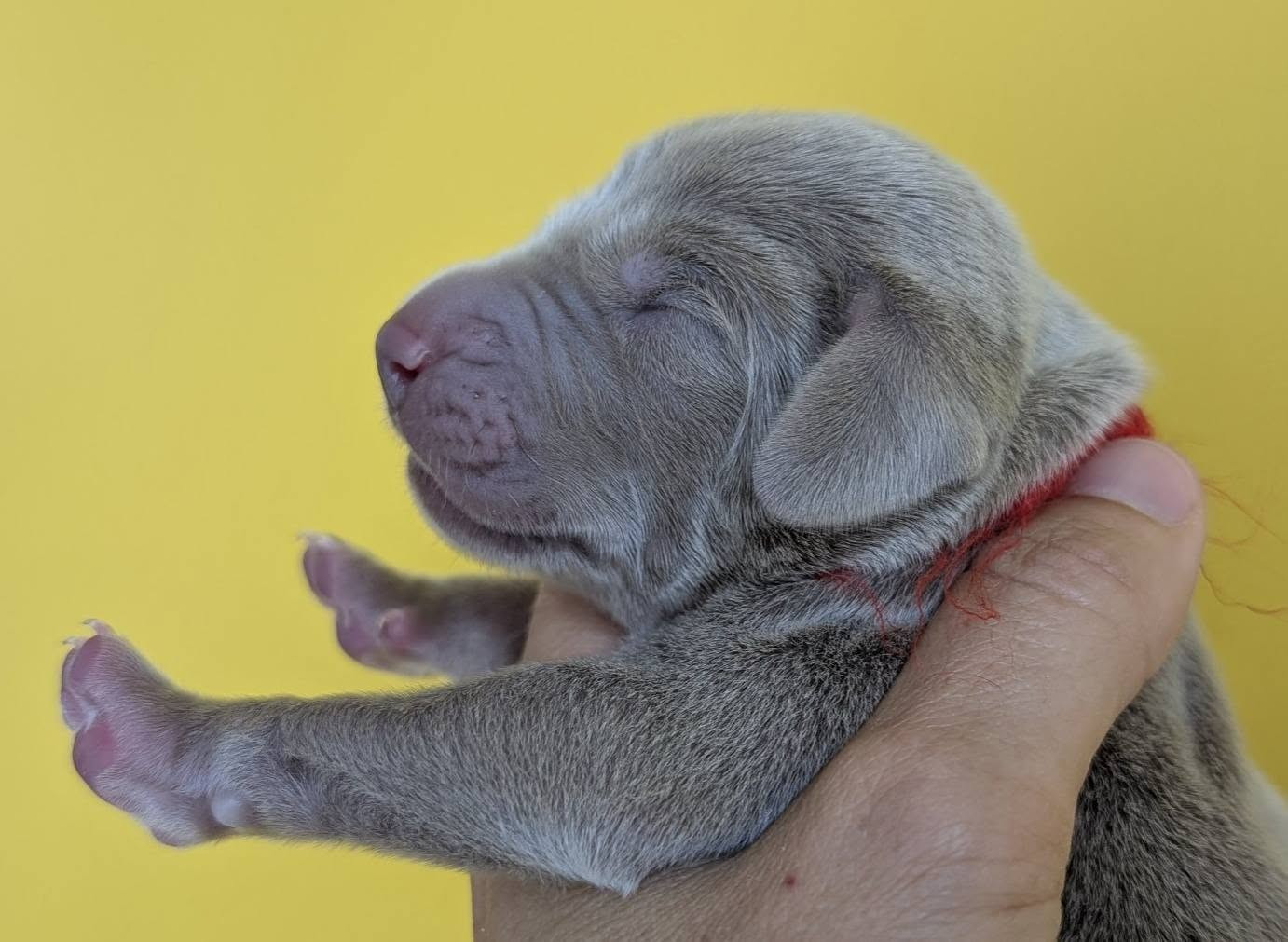 Legend's Safir - Chiots disponibles - Braque de Weimar