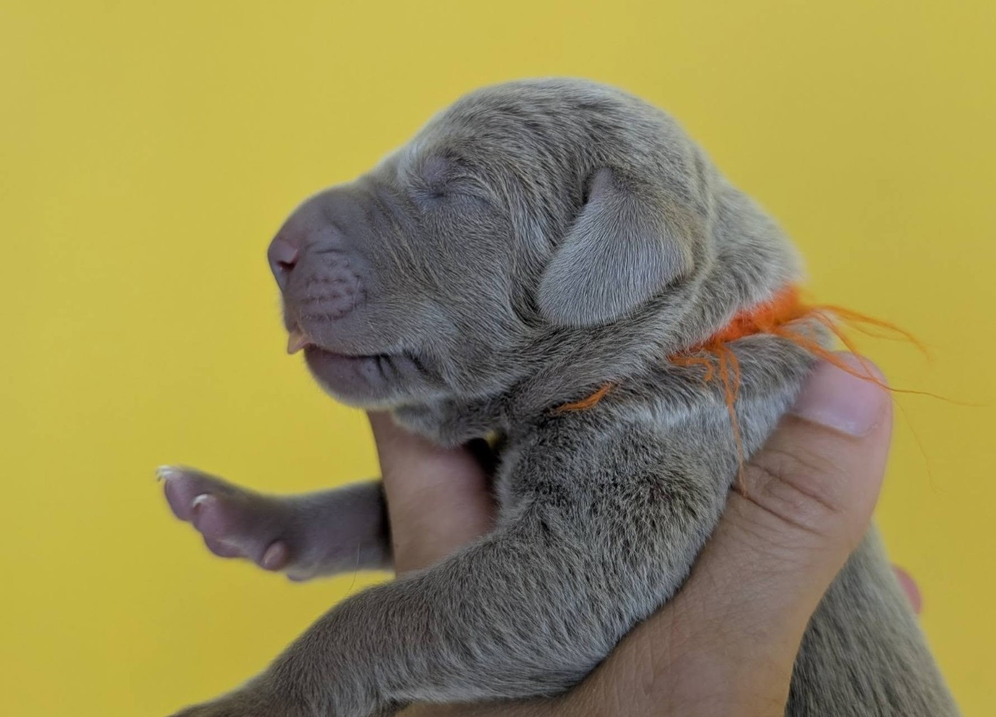 Legend's Safir - Chiots disponibles - Braque de Weimar