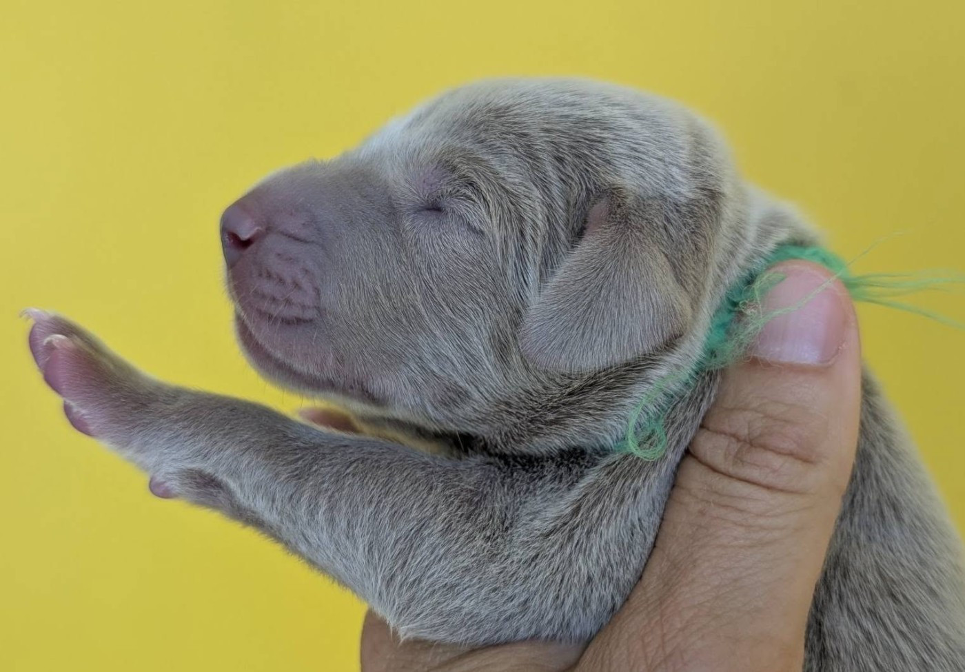 Legend's Safir - Chiots disponibles - Braque de Weimar