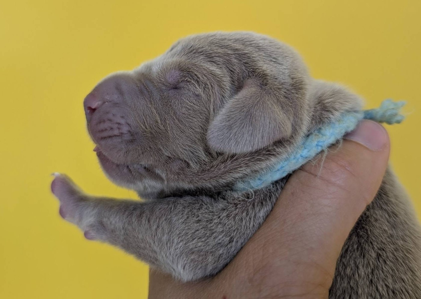 Legend's Safir - Chiots disponibles - Braque de Weimar