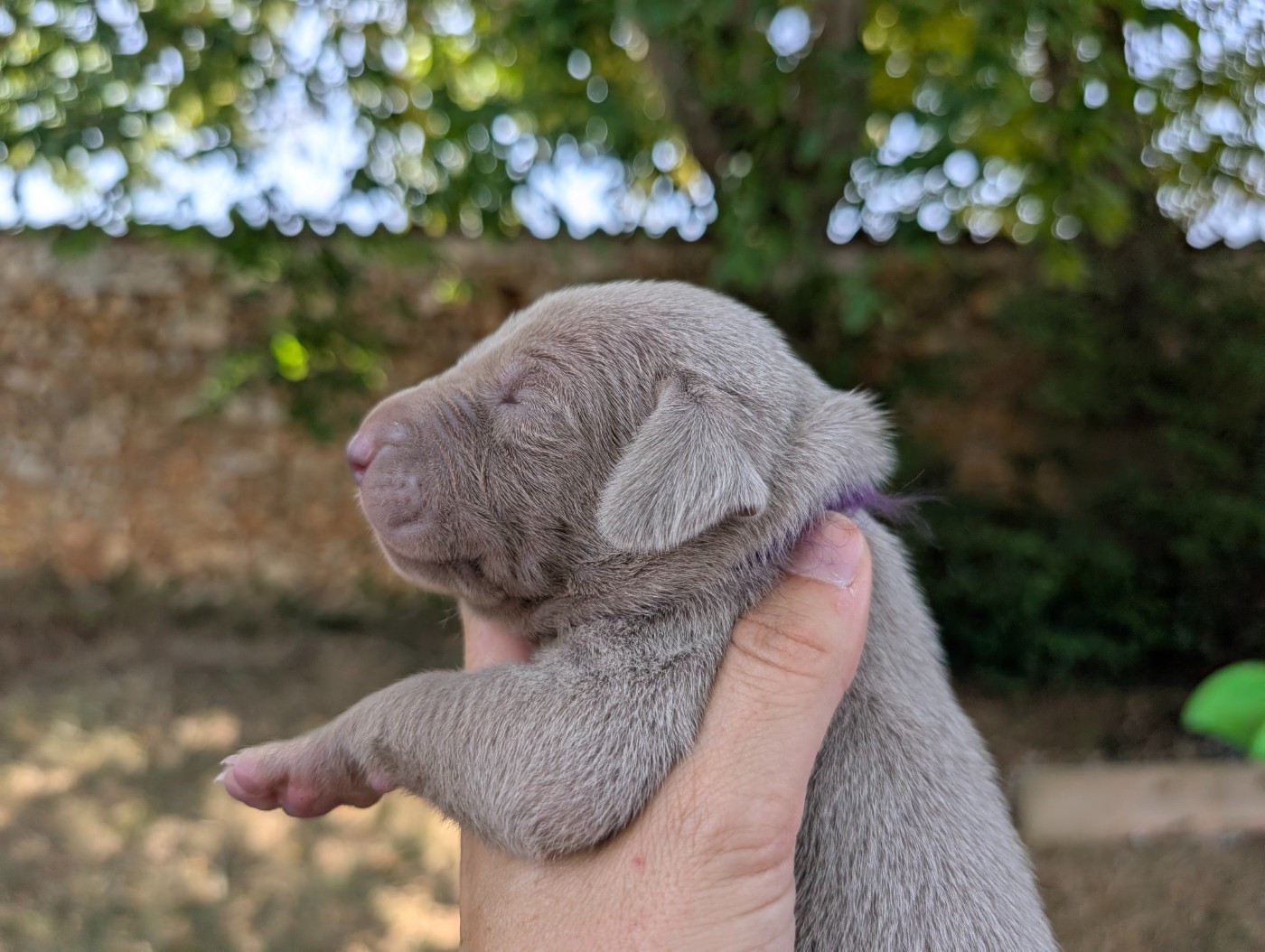Legend's Safir - Chiots disponibles - Braque de Weimar