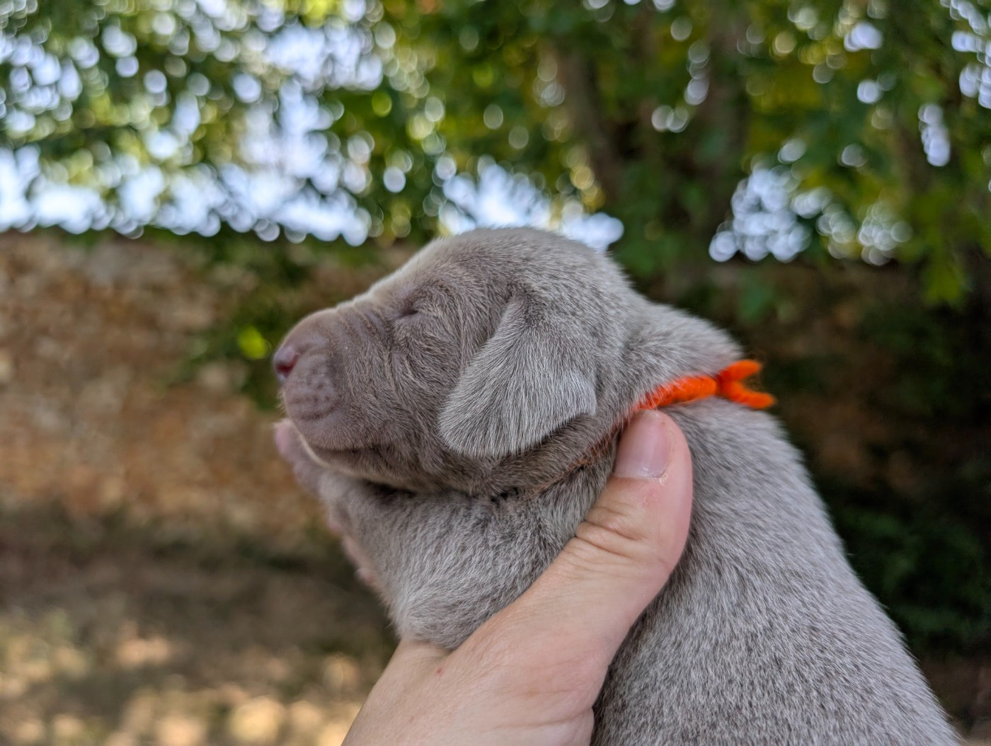 Legend's Safir - Chiots disponibles - Braque de Weimar