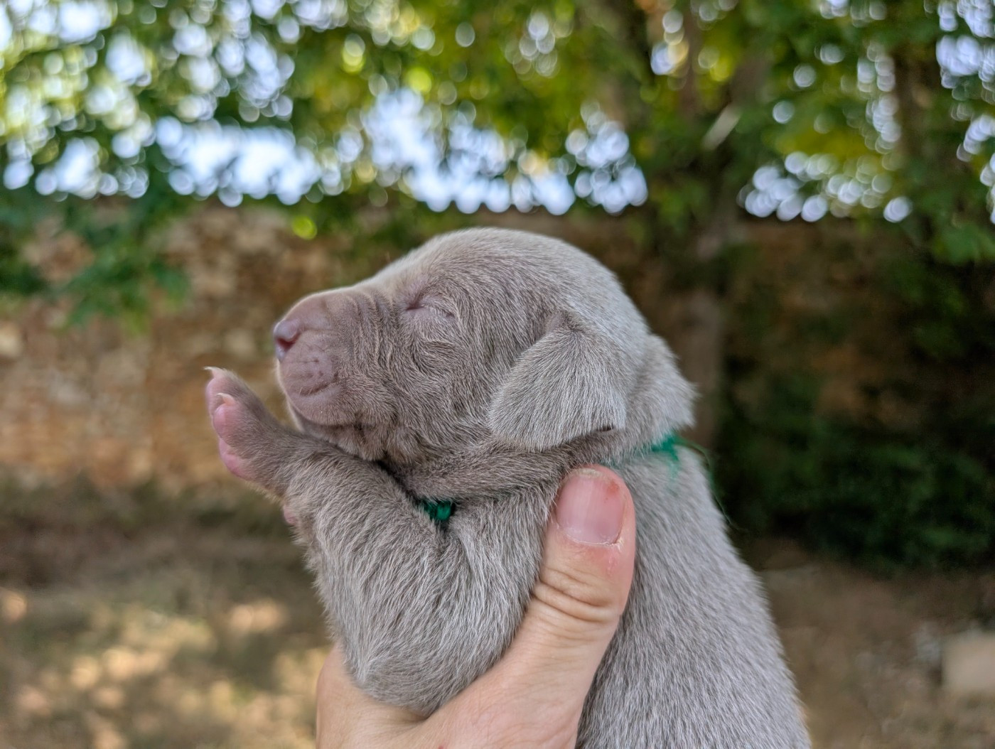 Legend's Safir - Chiots disponibles - Braque de Weimar