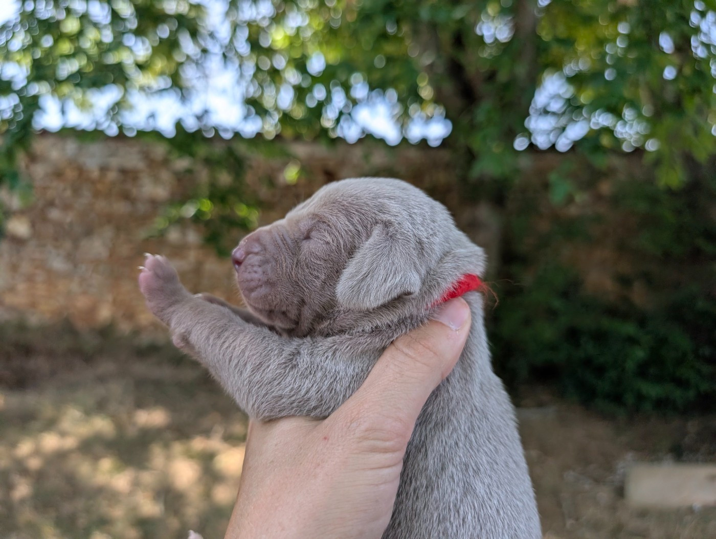 Legend's Safir - Chiots disponibles - Braque de Weimar
