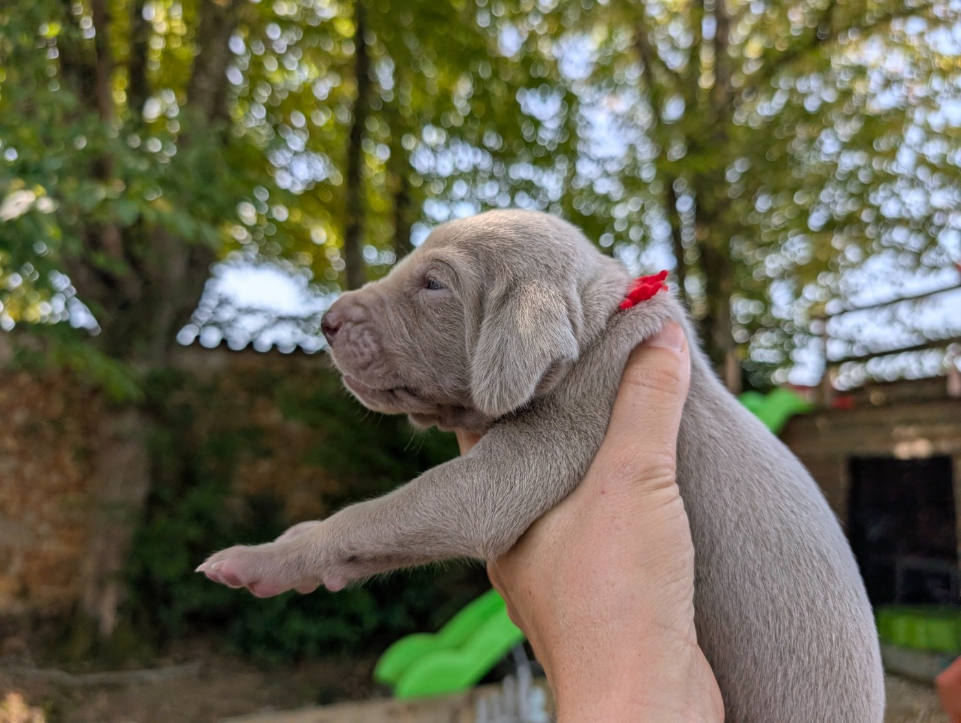 Legend's Safir - Chiots disponibles - Braque de Weimar
