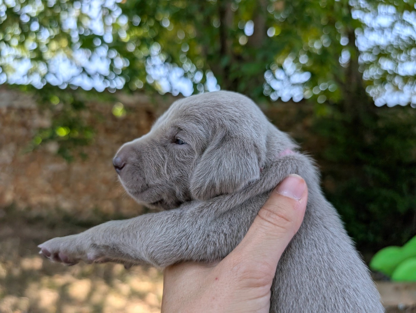 Legend's Safir - Chiots disponibles - Braque de Weimar