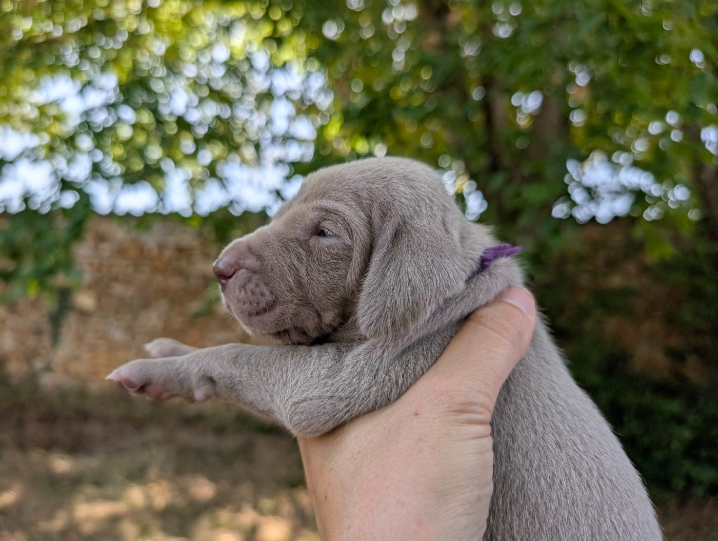Legend's Safir - Chiots disponibles - Braque de Weimar
