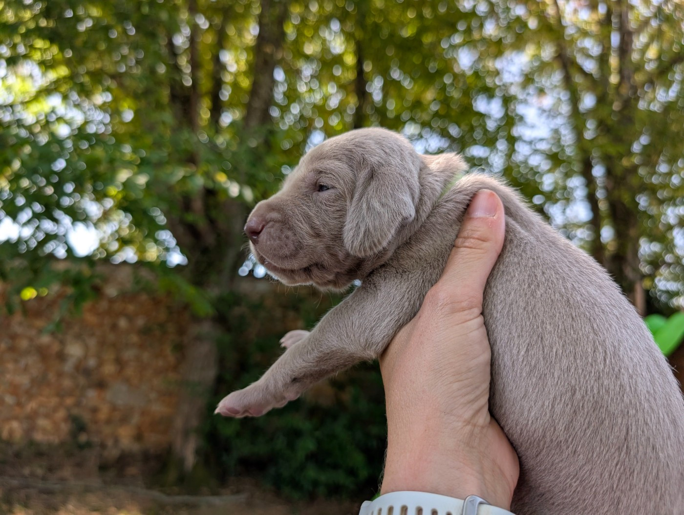 Legend's Safir - Chiots disponibles - Braque de Weimar