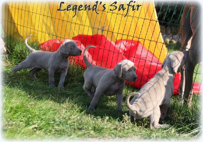 Legend's Safir - Braque de Weimar - Portée née le 09/02/2015