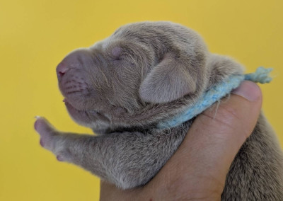 Mister Bleu