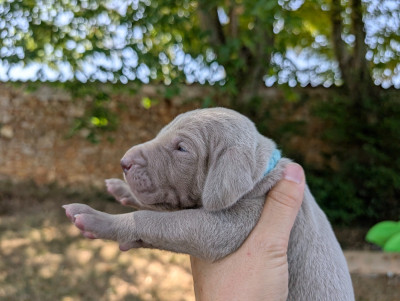 Mister Bleu