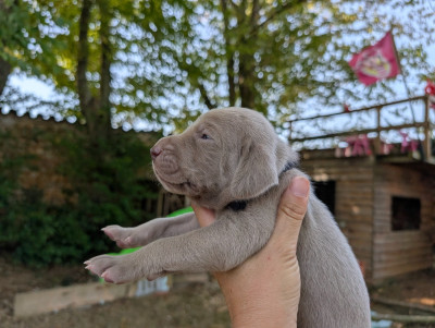 Mister Noir