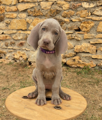 Miss violet